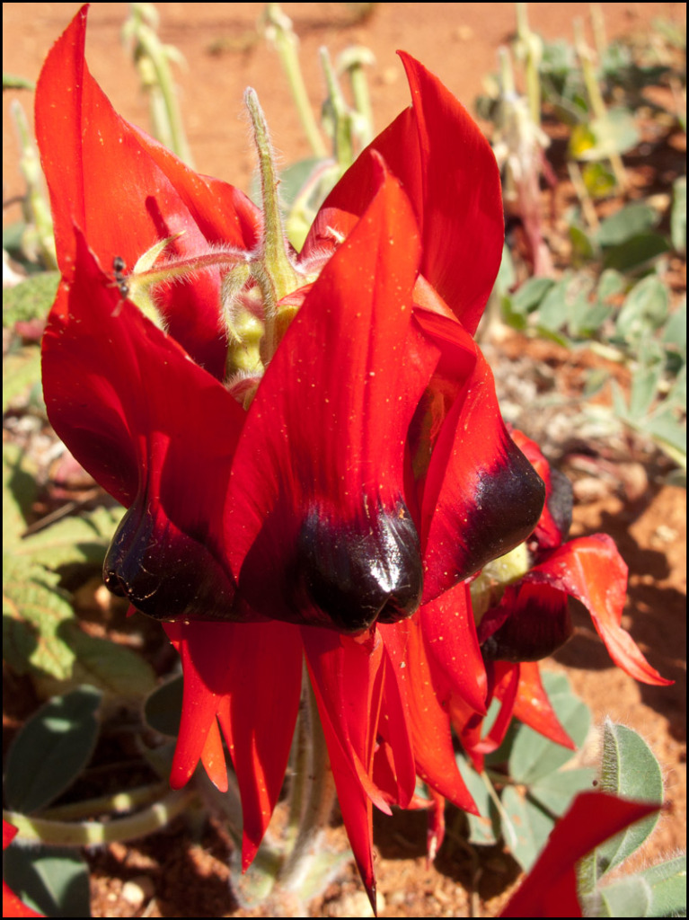 one-small-sturt-desert-pea-plant