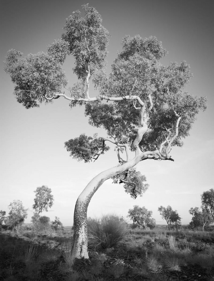 Tree-portrait-1-700x919