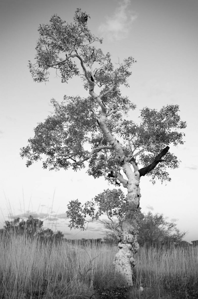 Tree-portrait-21-680x1024