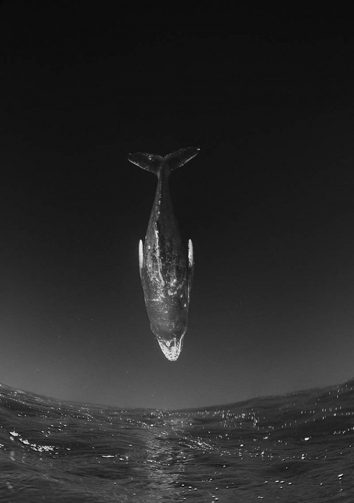 Flying-whale-700x994