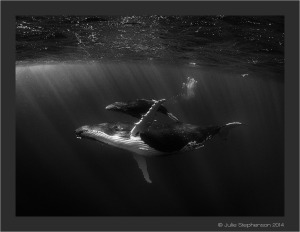 Silent flight_Julie Stephenson Tonga Whales