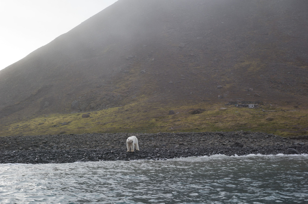 Polar Bear Julie Stephenson Greenland landscape-4