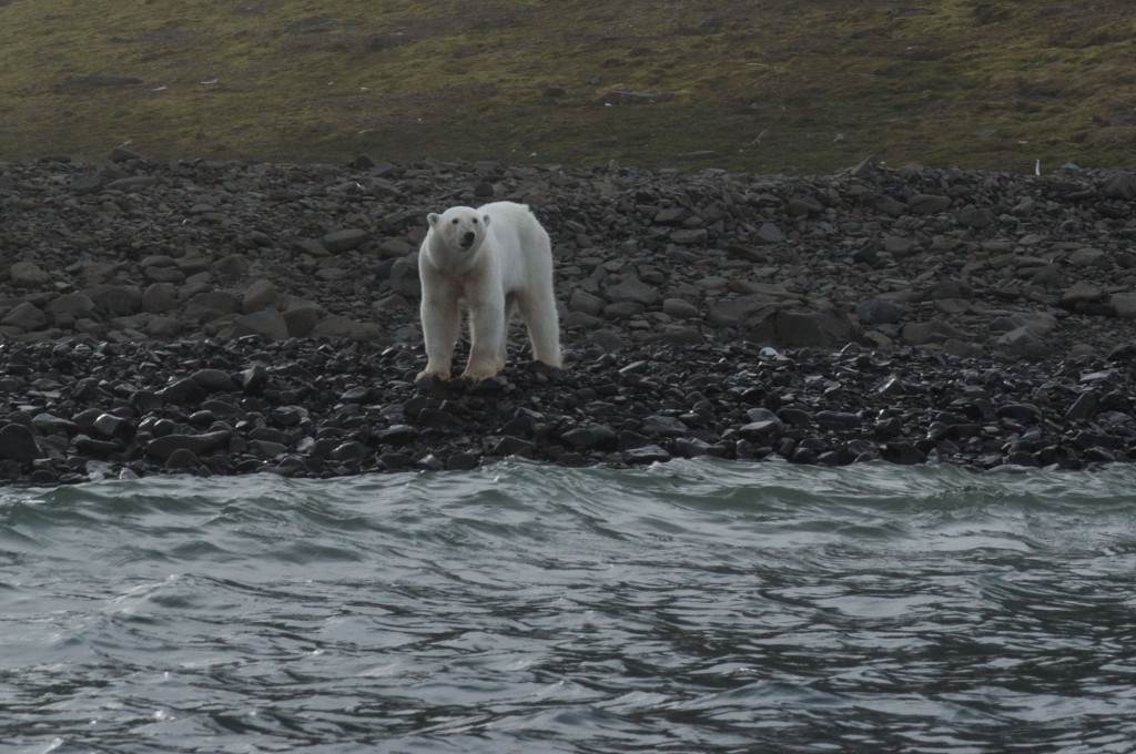 Polar Bear Julie Stephenson Greenland landscape-6