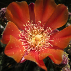 Shamanic Healing and bodywork