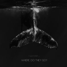 'Where do they go' Swimming with whales in Tonga