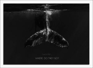 where-do-they-go-front-cover-3